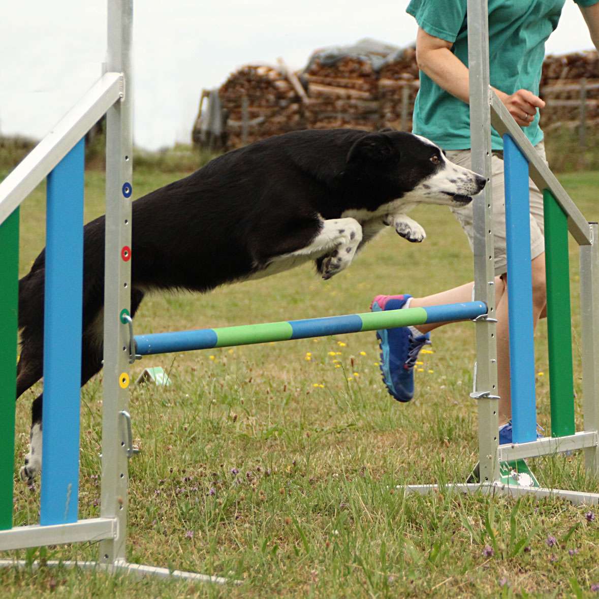 Intensivkurs Agility Starter